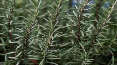 Biberiye kadar yakın ve pan