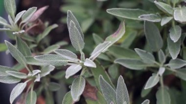 Adaçayı bitki üzerinde kaydırma yavaş