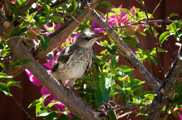 Baby Northern Mockingbird in bougainvillea branches