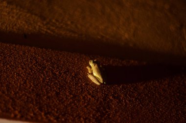 gece döküm uzun gölge, küçük kurbağa