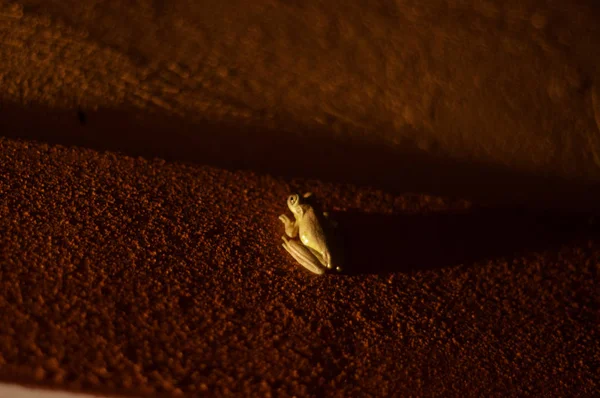 Piccola rana di notte gettando lunga ombra — Foto Stock