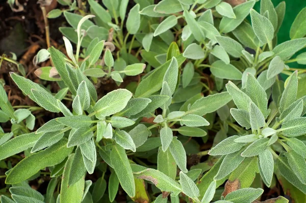 büyük bahçe adaçayı bitki üzerinde aşağı bakıyor