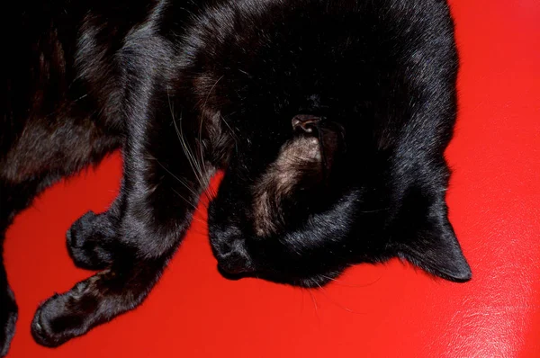 Shiny black cat on red vinyl from above — Stock Photo, Image