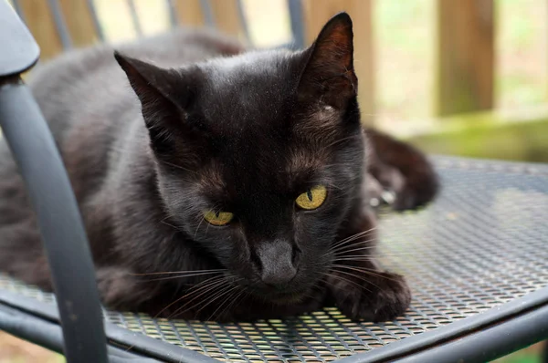 Close up retrato de havana gato marrom ao ar livre — Fotografia de Stock