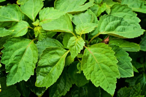 El primer plano de las hojas grandes en la planta de pachulí —  Fotos de Stock