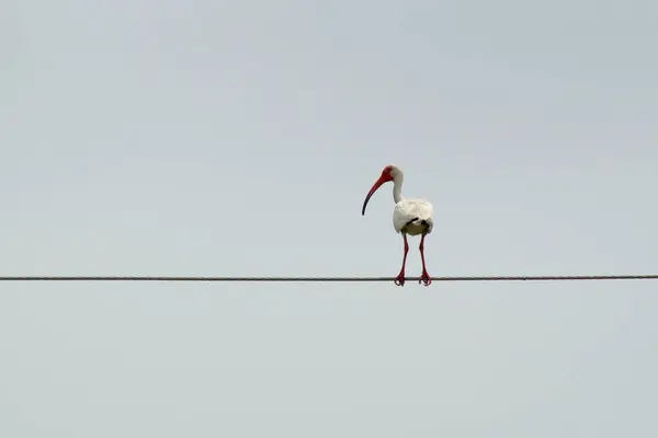 Large white ibis on cable — Stock Photo, Image