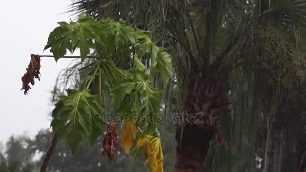 Joven árbol de papaya en tormenta tropical — Vídeo de stock