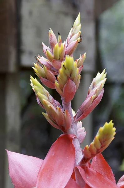 Colorful bird of paradise flower buds — Stock Photo, Image