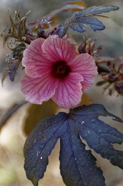 Wild pink roselle hibiscus in bloom — Stock Photo, Image