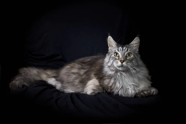 Maine coon cat on black background looking at viewer — Stock Photo, Image
