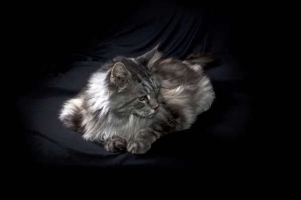 Maine Coon Cat on black looking to side — стоковое фото