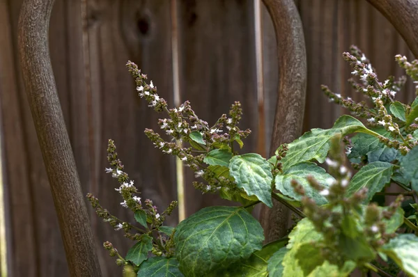 Цветущие растения пачули на деревянном стуле — стоковое фото