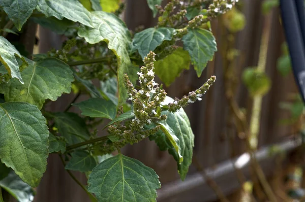 花椰菜植物的紧密花序 免版税图库照片