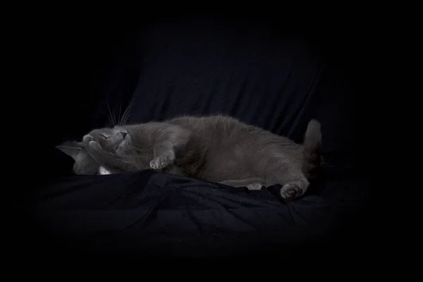 Kucing abu-abu pada kain hitam membersihkan — Stok Foto