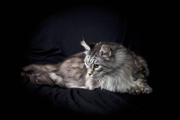 Studio portrait of maine coon cat — Stock Photo, Image