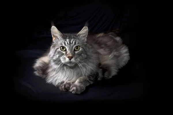 Cinza maine casulo gato no fundo preto olhando para o espectador — Fotografia de Stock