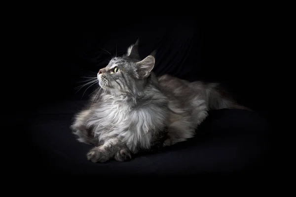 Belo retrato de estúdio de maine coon gato olhando para a luz — Fotografia de Stock