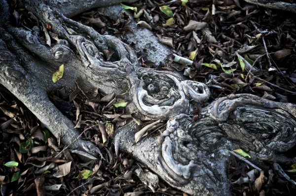 Close up abstract of tree roots — Stock Photo, Image