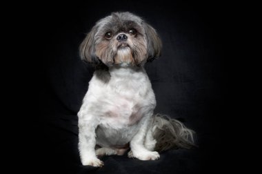 Siyah arkaplanda safkan shih tzu portresi