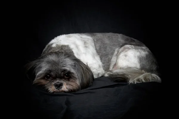 Shih Tzu dog lying down on black background — Stock Photo, Image