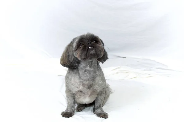 Shih tzu sitting on white background — Stock Photo, Image