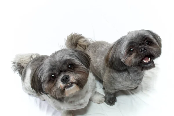 Two shih tzu dogs looking up on white — Stock Photo, Image