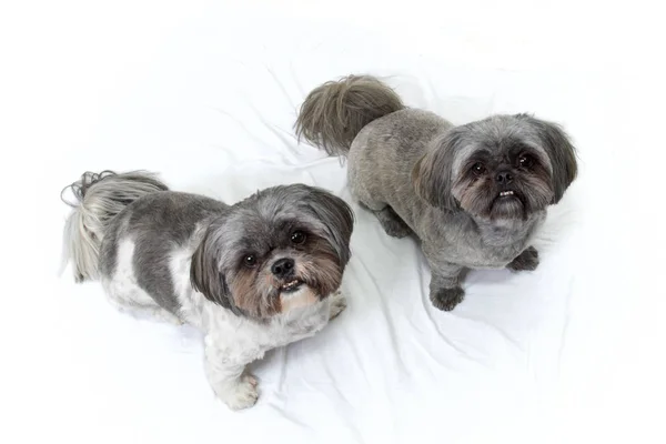 Two shih tzu dogs standing looking up at viewer — Stock Photo, Image