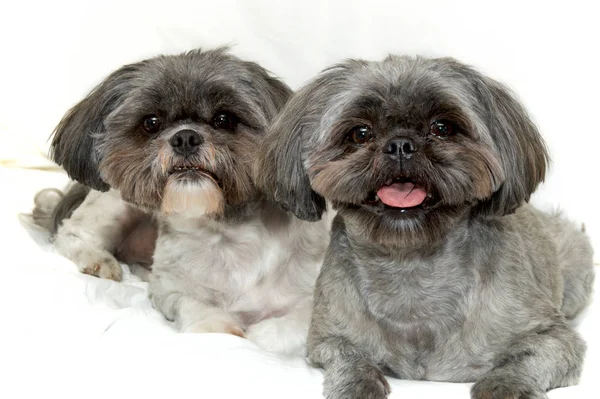 Two shih tzu dogs lying on white looking at viewer — Stock Photo, Image