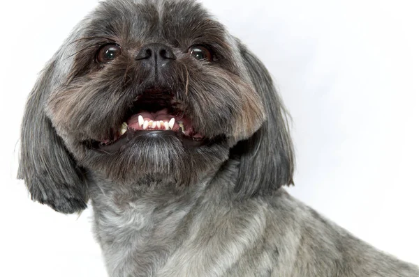 Närbild porträtt av shih tzu hund på vitt — Stockfoto