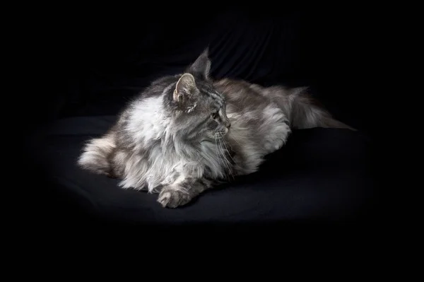 Alert maine coon cat on black looking to side — 스톡 사진