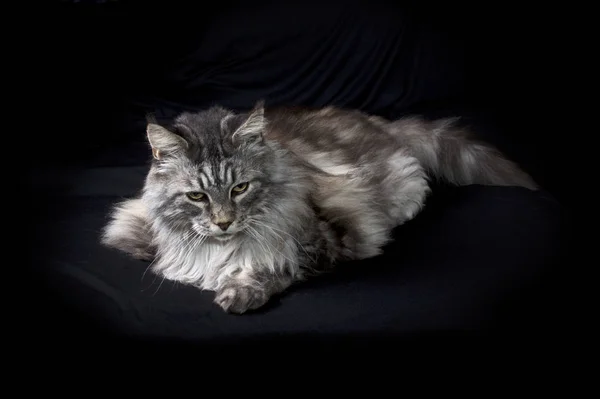 Maine Coon Cat on black looking to down and to the side — стоковое фото