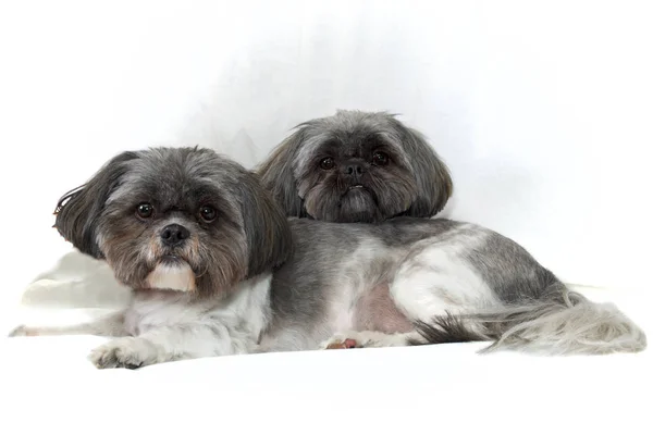 Two cute shih tzu dogs lying on white looking at viewer — Stock Photo, Image