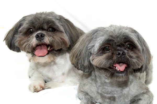 Two shih tzu dogs lying on white looking at viewer up close — Stock Photo, Image