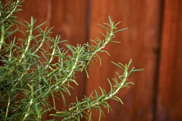 Close up de grandes ramos de plantas de alecrim — Fotografia de Stock