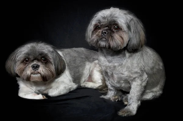 Two cute shih tzu dogs on black background — Stock Photo, Image