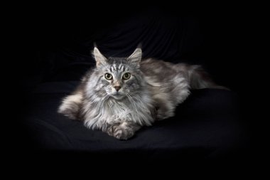 Güzel Maine Rakun Kedi portresi. Siyah arka planda.