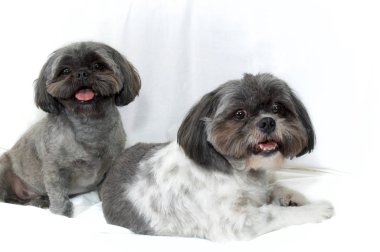 Beyazın üstünde iki shih tzu köpeği izleyiciye bakıyor.