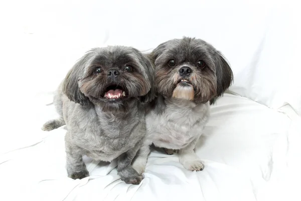 Two shih tzu dogs sitting close looking up at viewer on white cl — Stock Photo, Image