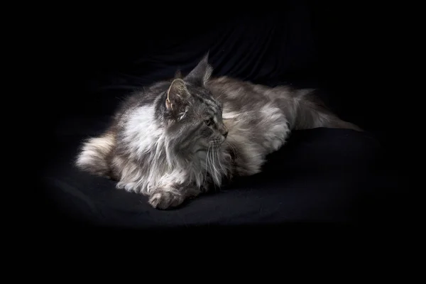 Curioso maine coon gato en negro buscando a lado —  Fotos de Stock