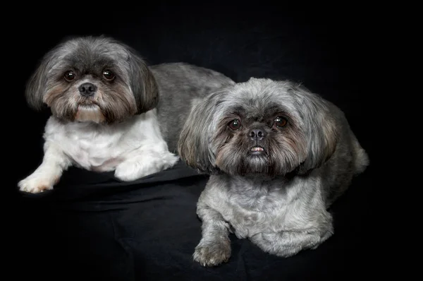 Two cute shih tzu dogs lying down looking at viewer on black bac — Stock Photo, Image
