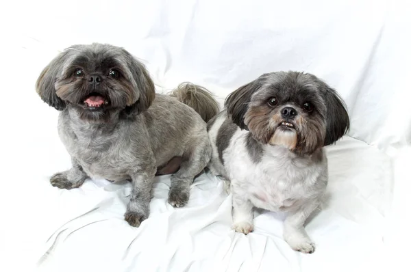 Two shih tzu dogs sitting looking up at viewer on white — Stock Photo, Image