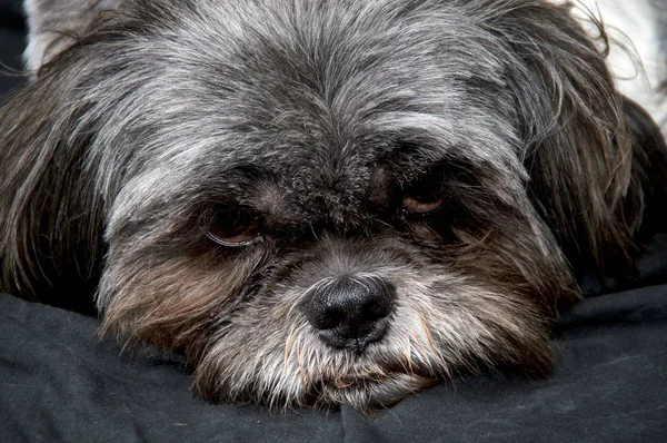 Close up portrait of Shih Tzu dog lying down resting head — Stock Photo, Image