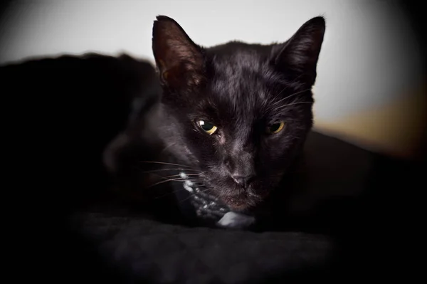 Черная кошка смотрит на зрителя крупным планом — стоковое фото