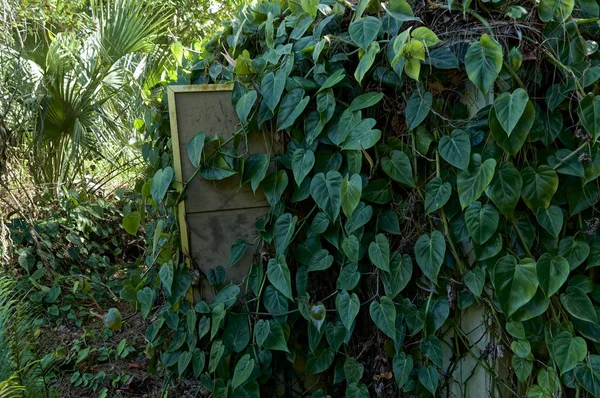 Verlassener Schuppen mit großen grünen Reben in Florida überwuchert — Stockfoto