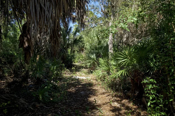 Overgrown old florida wilderness footpath on sunny day — Stock Photo, Image