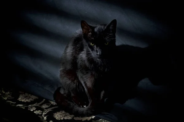 Black cat against black cloth looking at viewer — Stock Photo, Image