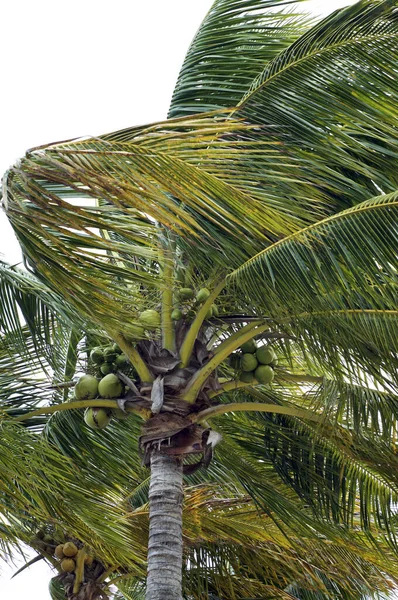 Coconut palm tree in high wind — Stock Photo, Image