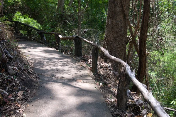 Kerti ösvény-ban trópusi erdő — Stock Fotó
