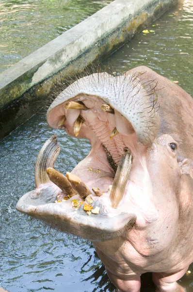 Hippopotamus - feeding time — Stock Photo, Image