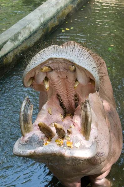Hipopótamo - tempo de alimentação — Fotografia de Stock